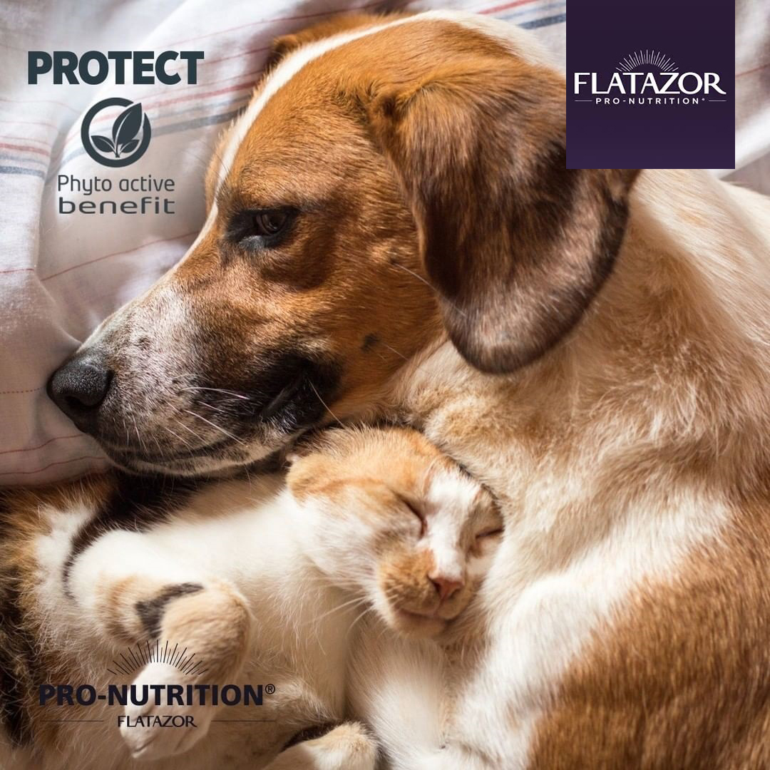 Flatazor Protect Cat Obesité - zoom