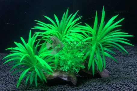 Zöld tengerifű telep akváriumi műnövény, apró levelekkel a talpon