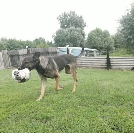 Kajla, 4 éves, 65 cm magas, kan