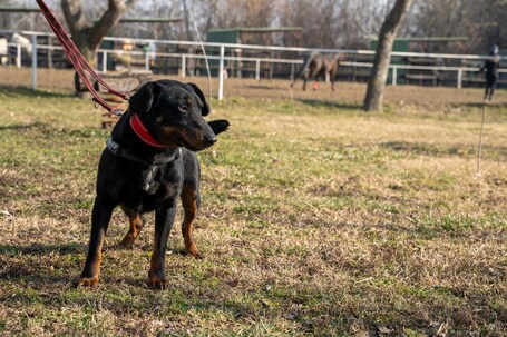 Prézli, 3 éves ivartalanított kan