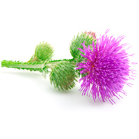 Biogance Nutri Repair Shampoo - Regeneráló sampon kutyáknak #6