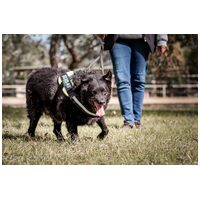 Cseni, 5 éves kan #6