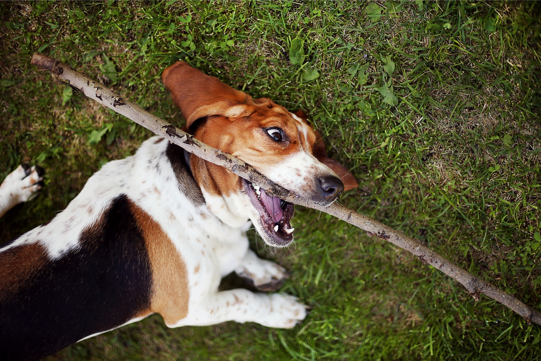 Játékos basset hound kutya