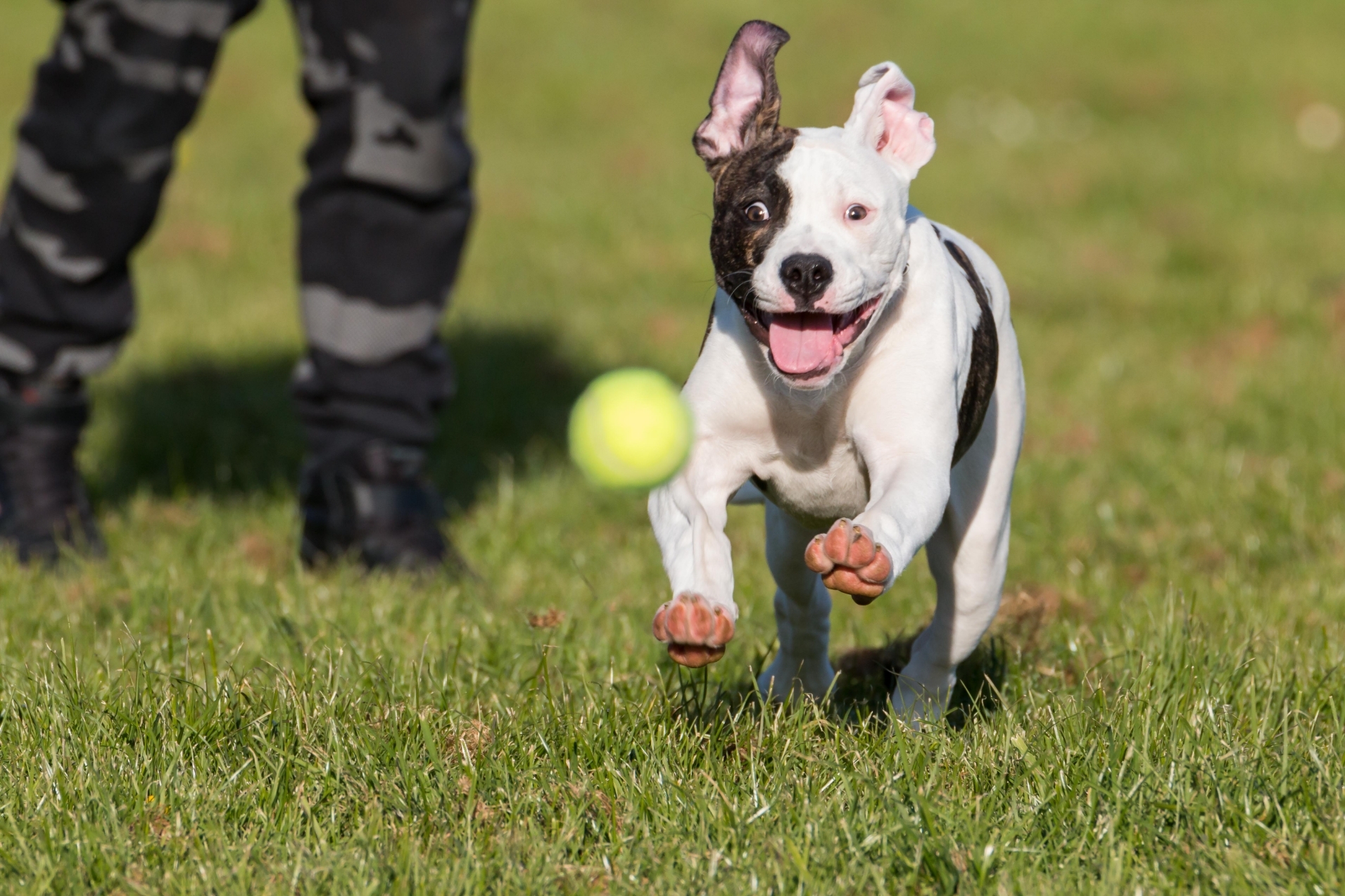 Pitbull Terrier American se joacă cu mingea