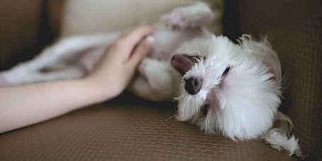 A kutyák legmélyebb érzései