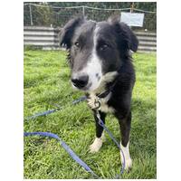 Drukker, ivartalanított kan kutya, gazdit keres #8