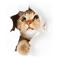 Animonda Cat Vom Feinsten Kitten tăviță baby paté