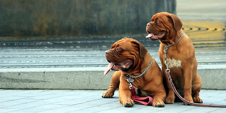 Most Spirit of Nature konzervet adunk ajándékba egyes prémium kutyatápokhoz