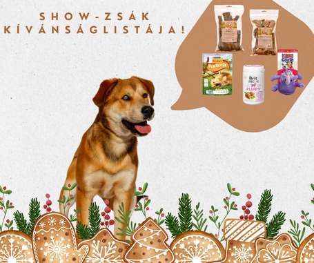 Showzsák, 6 hónapos keverék fiúcska