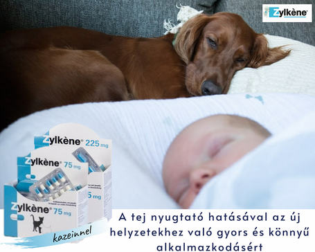 Zylkéne nyugtató kapszula közepes és nagytestű kutyáknak