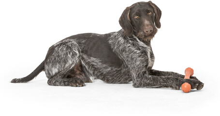 West Paw Zwig apport