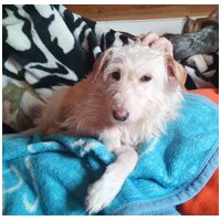 Aranyka, ivartalanított szuka kutyus #3