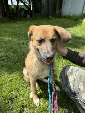 Kira, 2 éves szuka kutyus