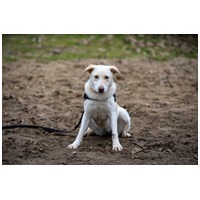 Odett, árva leány kutya #2