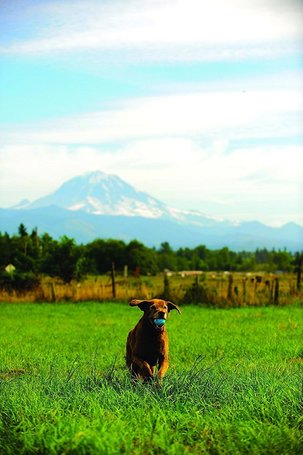 Chuckit! Whistler Balls - Fütyülős labdák kutyáknak
