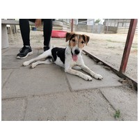 Jack, 7 éves, 42 cm magas, Jack Russell-terrier kan #5