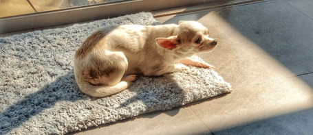 Tűzijáték, rettegő házikedvencek – van segítség!