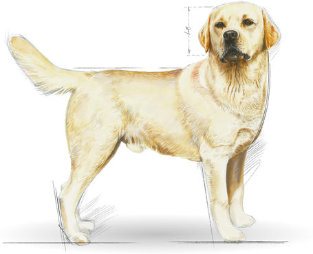 Royal Canin Labrador Adult - Labrador Retriever felnőtt kutya száraz táp