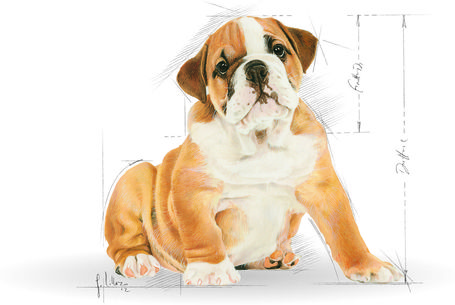 Royal Canin Bulldog Junior - Angol Bulldog kölyök kutya száraz táp