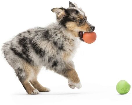 West Paw Rando - Üreges, össze-vissza pattogó labda