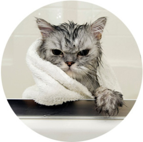 Bolhairtó és -riasztó samponok cicáknak