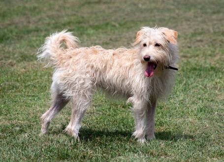 Aranyka, ivartalanított szuka kutyus