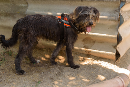 Kócos, 1 éves, kan