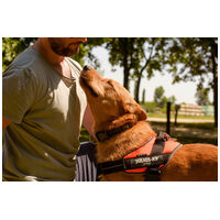 Titusz, 1 éves, 50 cm magas, kan #10