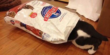 Hogyan találhatod meg a megfelelő eledelt macskád számára?