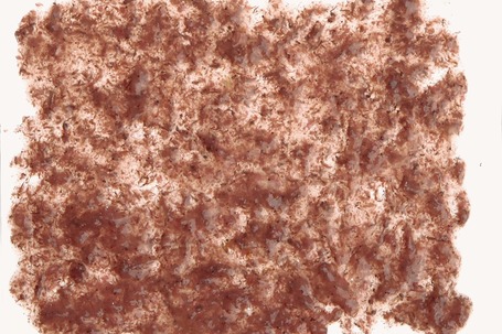 Tetra Fresh Delica Brine Shrimps természetes díszhaleledel