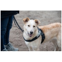 Szamóca, árva leányka #7