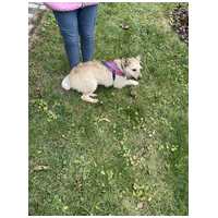 Szöszi, 5 éves ivartalanított lányka #9