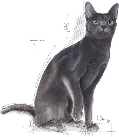 Royal Canin Sterilised - Ivartalanított felnőtt macska száraz táp