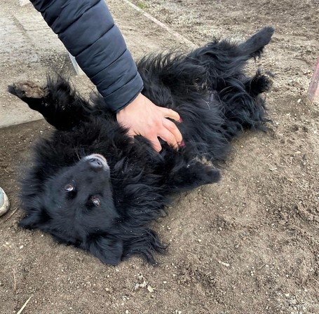 Luke, 6 éves, 40 cm magas, kan