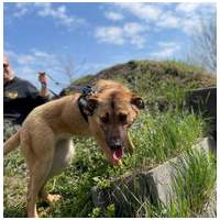 Kelly, 10 hónapos, szuka #5