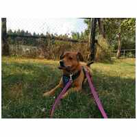 Misi, ivartalanított kan #26