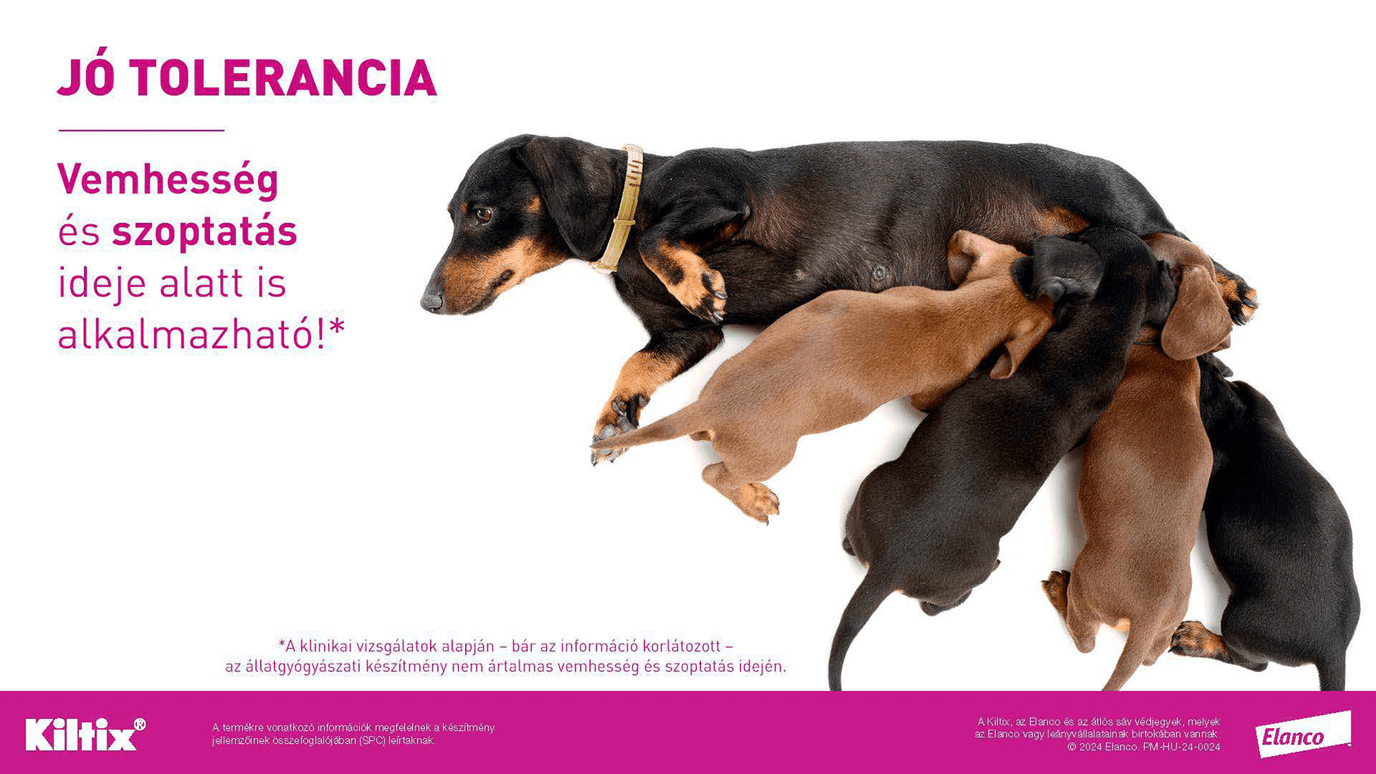 Zgardă Kiltix - zoom