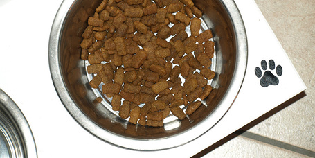 Mivel és hogyan kell helyesen etetni a kutyát?