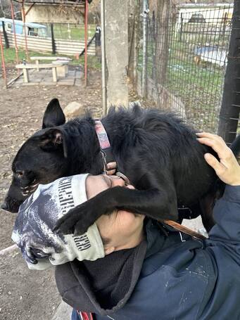 Lilien kutyus gazdit keres