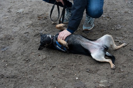 Robin, ivartalanított lányka gazdit keres