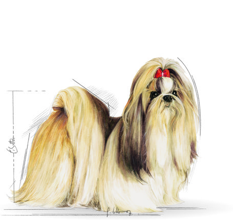 Royal Canin Shih Tzu Adult - Shih Tzu felnőtt kutya száraz táp