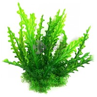 Algă verde pentru acvariu cu plante mici la bază
