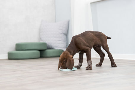 Trixie Junior Licking Plate - Evéslassító gumi tál kölyökkutyáknak