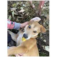 Showzsák, 6 hónapos keverék fiúcska #4