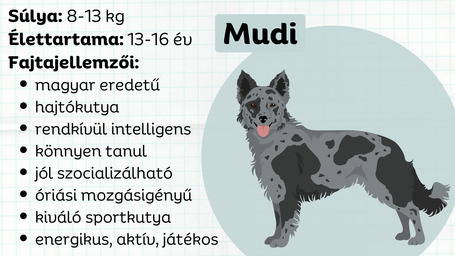 Mudi, a játékos magyar hajtókutya