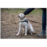 Odett, árva leány kutya #8