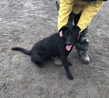 Cherry, 1 éves, 52 cm magas, szuka