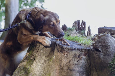 Trixie Insect Sticks rovarfehérjés jutalomfalat kutyáknak