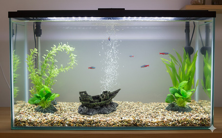 Hajoroncs akvarium dekoracio