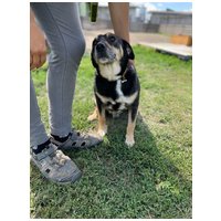 Scotty, 6 éves, 43 cm magas, kan #2